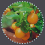 The Gluttonous Gardener